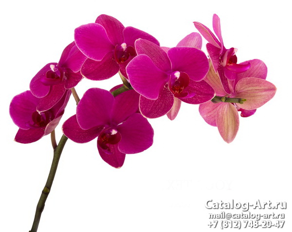 картинки для фотопечати на потолках, идеи, фото, образцы - Потолки с фотопечатью - Розовые орхидеи 71